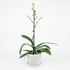 Orquidea Blanca con centro fucsia - 1 vara ramificada