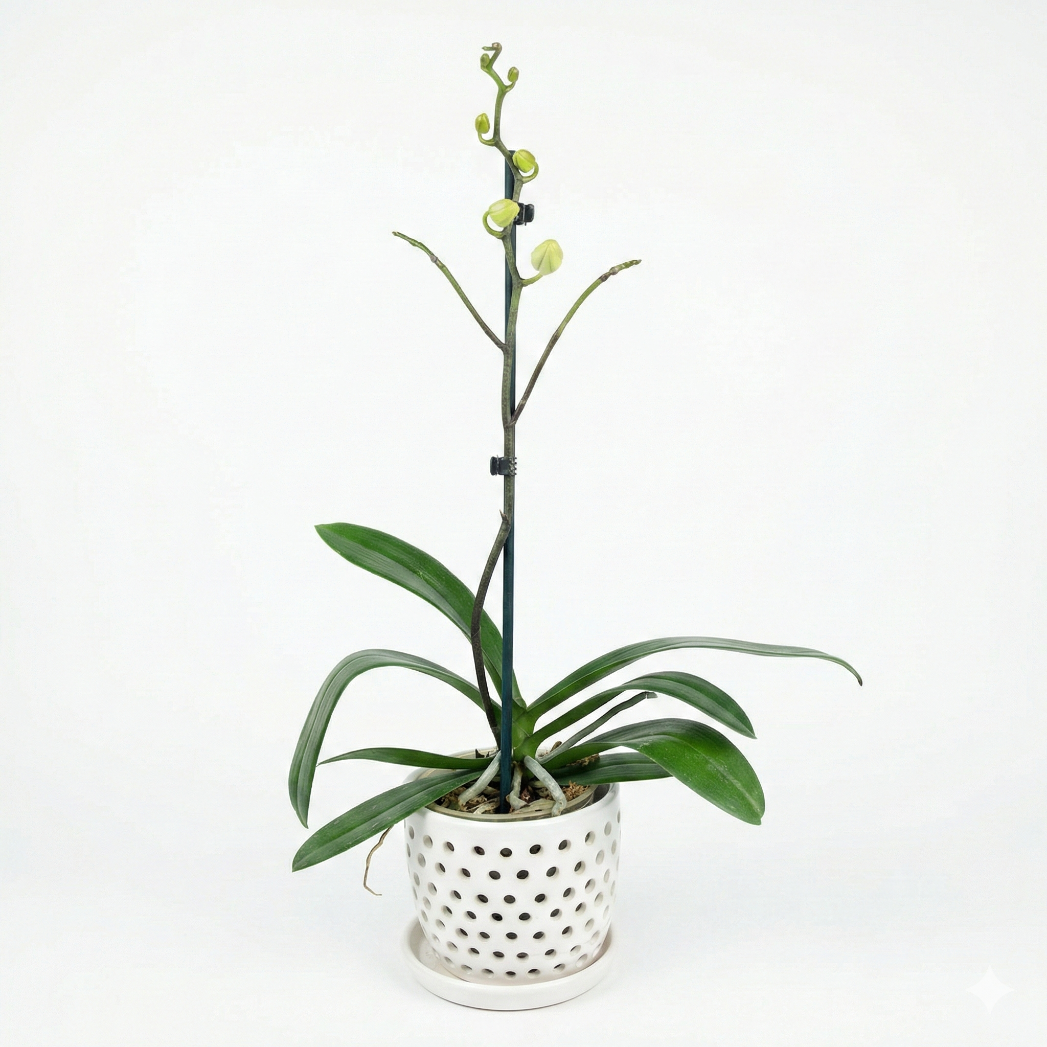 Orquidea Blanca con centro fucsia - 1 vara ramificada