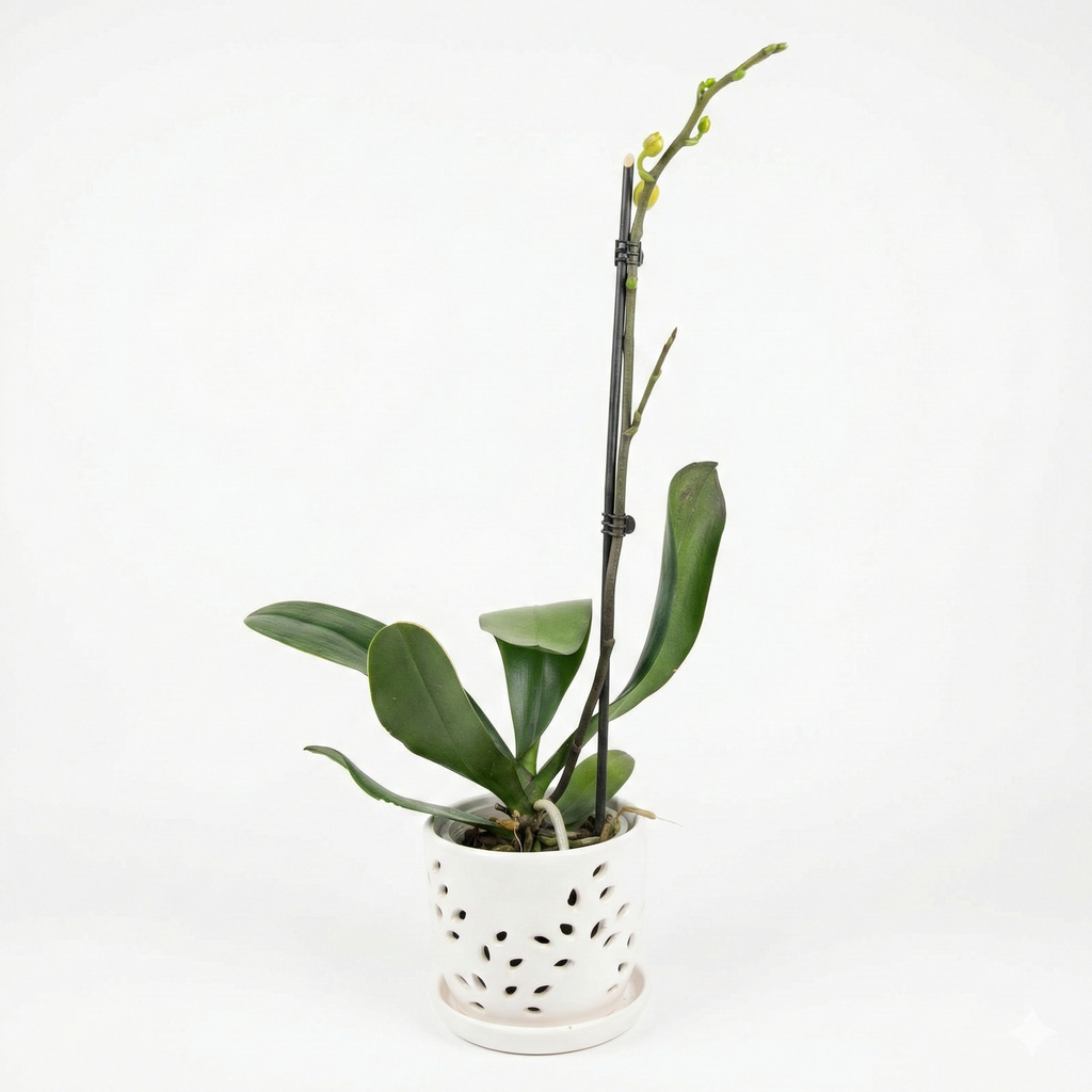 Orquidea Naranja - 1 vara ramificada