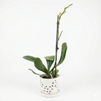 Orquidea Naranja - 1 vara ramificada