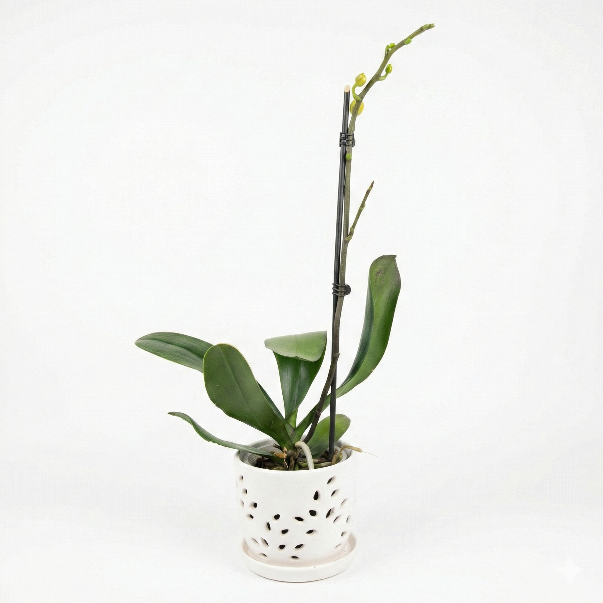 Orquidea Naranja - 1 vara ramificada