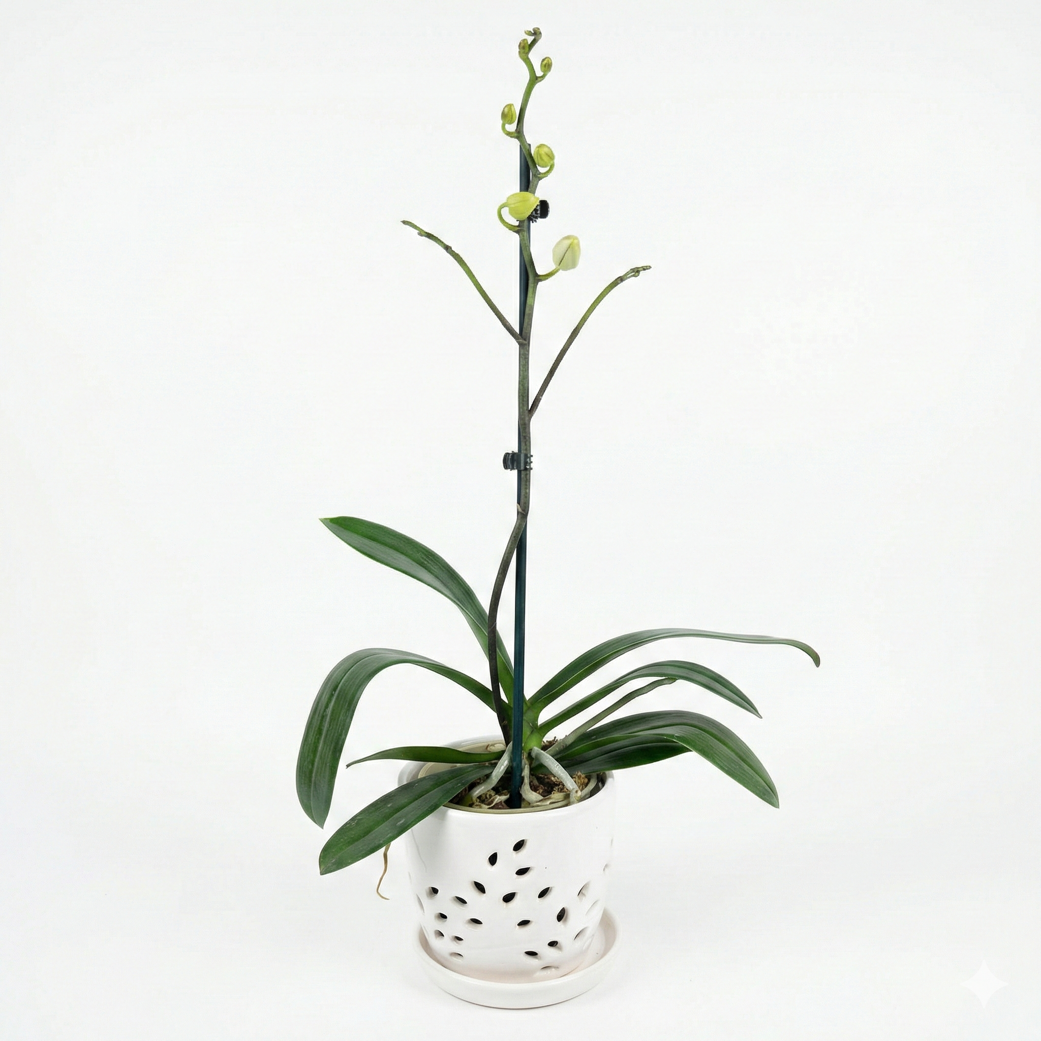 Orquidea Blanca con centro fucsia - 1 vara ramificada