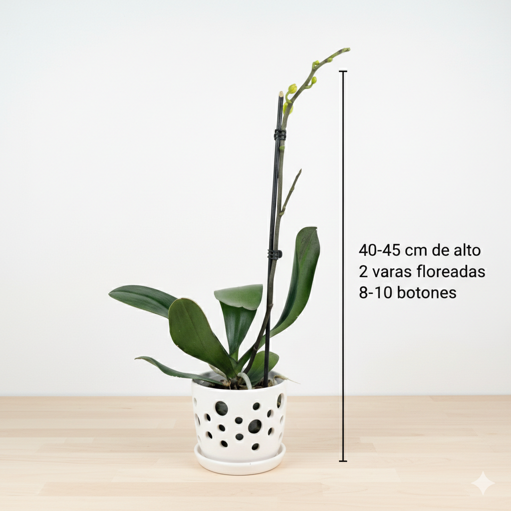 Orquidea Naranja - 1 vara ramificada