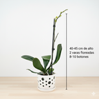 Orquidea Naranja - 1 vara ramificada