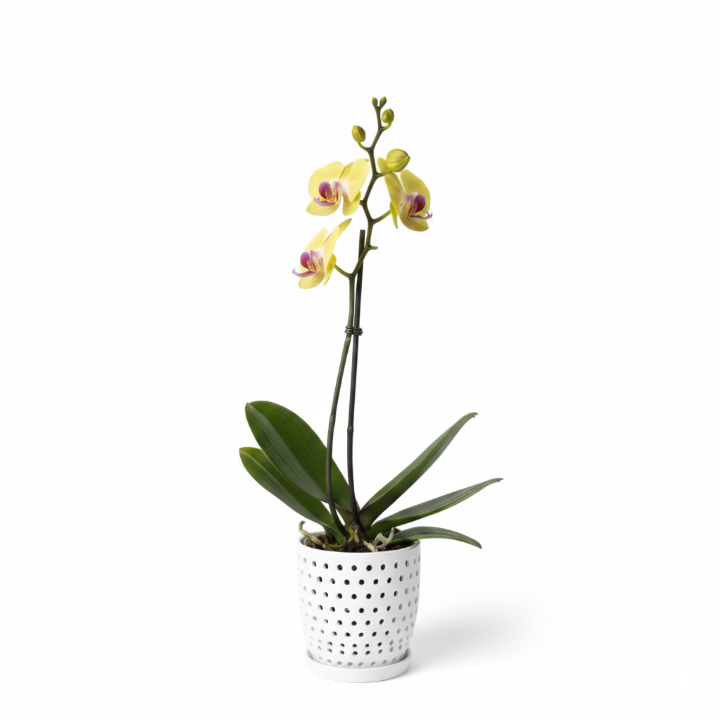 Orquidea Amarilla Goldion Premium – 1  vara ramificada