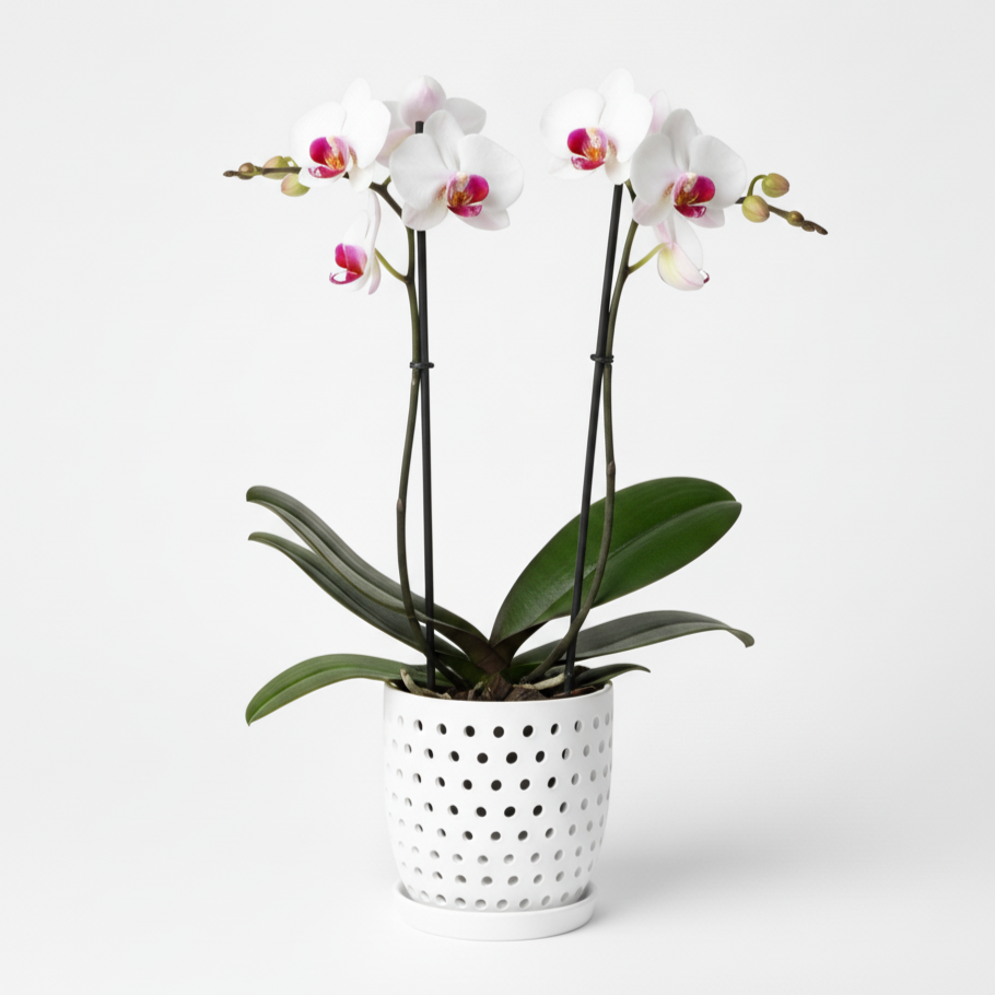 Orquidea Blanco con Centro Fucsia Red Kiss – 2 varas ramificadas