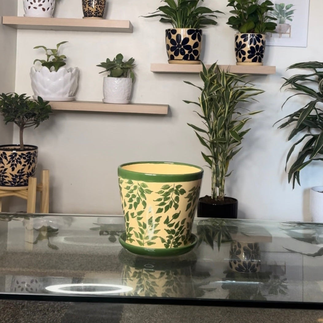 Maceta Begonia Verde