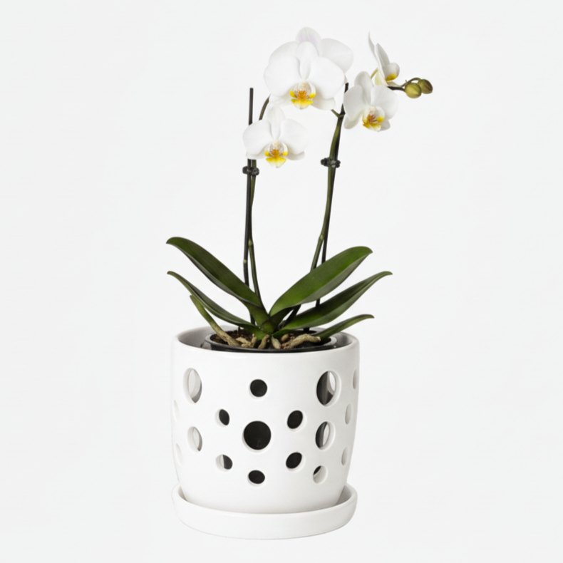 Orquidea Blanca Centro Amarillo Yvion – 2 varas ramificadas