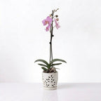 Orquídea Fucsia jaspeada - 1 vara