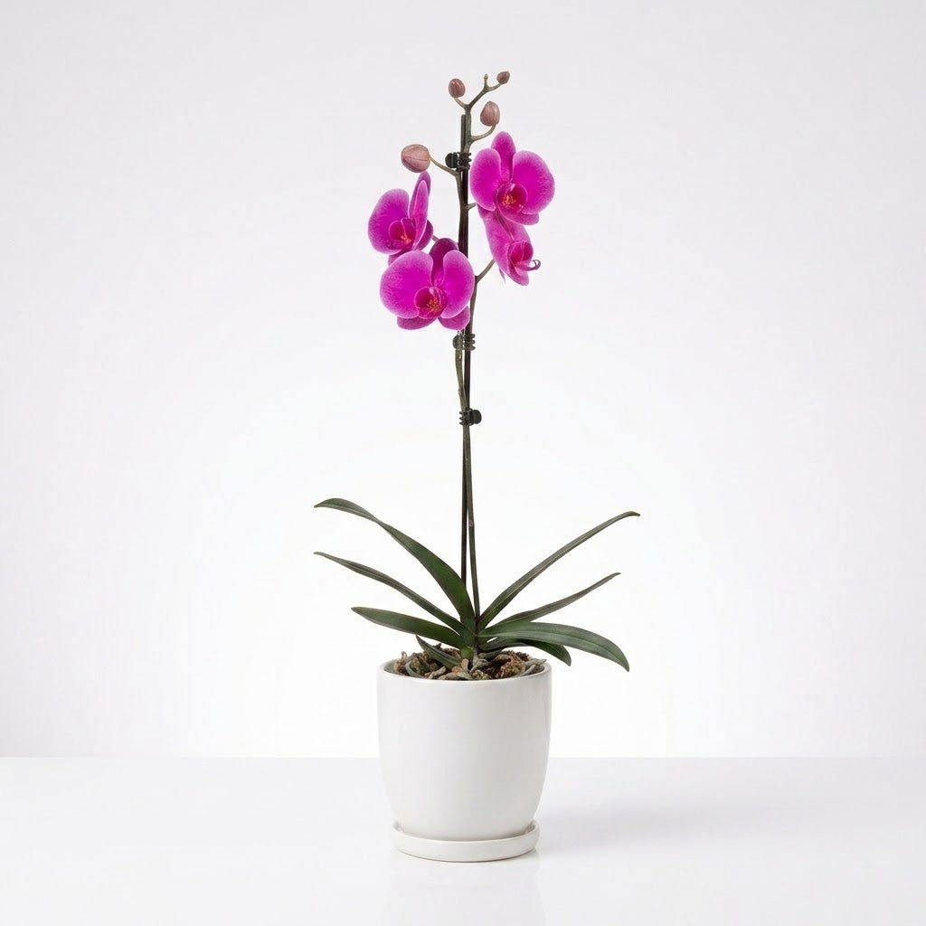 Orquídea Morada de flores grandes - 1 vara