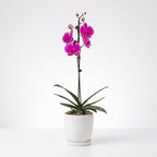 Orquídea Morada de flores grandes - 1 vara