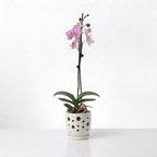 Orquídea Fucsia jaspeada - 1 vara