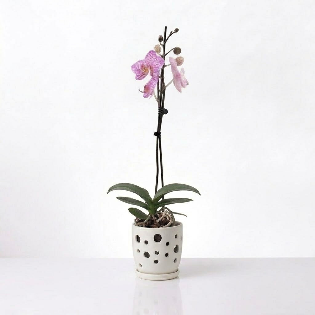 Orquídea Fucsia jaspeada - 1 vara