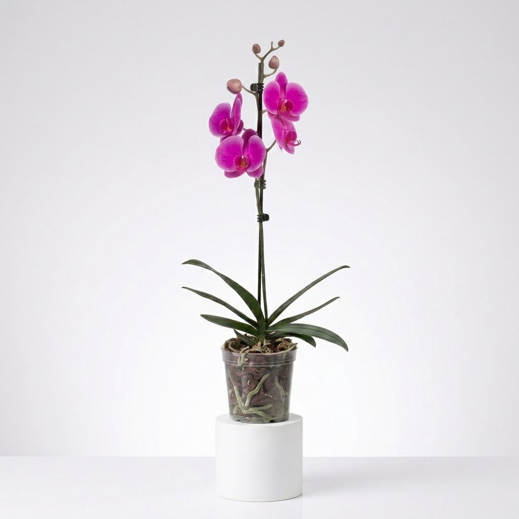 Orquídea Morada de flores grandes - 1 vara
