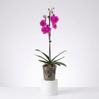 Orquídea Morada de flores grandes - 1 vara