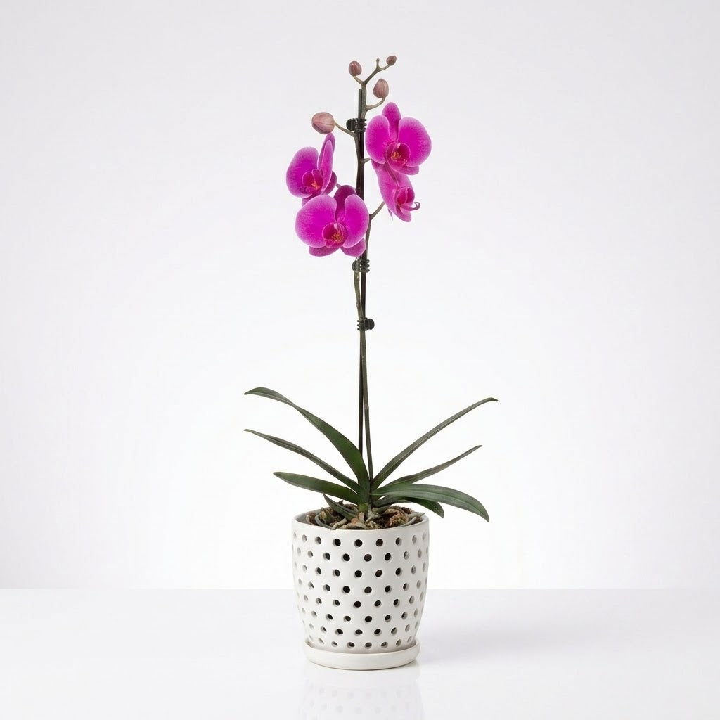Orquídea Morada de flores grandes - 1 vara