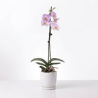 Orquídea Lila con centro amarillo - 1 vara