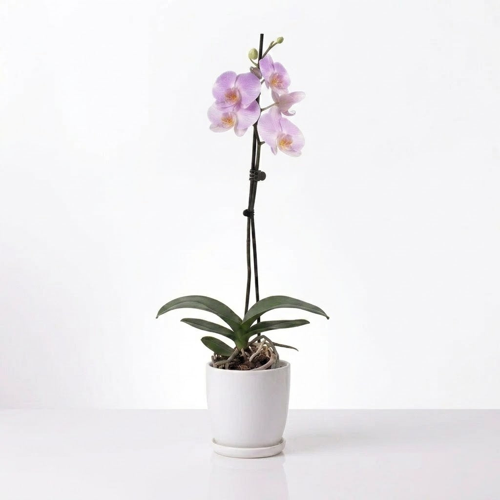 Orquídea Lila con centro amarillo - 1 vara