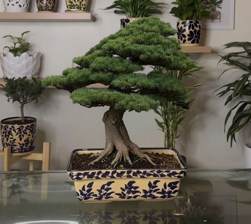 Maceta Bonsai Azul