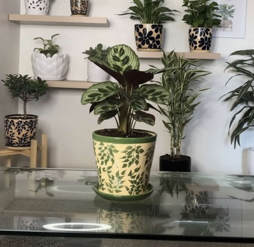 Maceta Begonia Verde