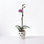 Orquídea Lila jaspeada - 1 vara