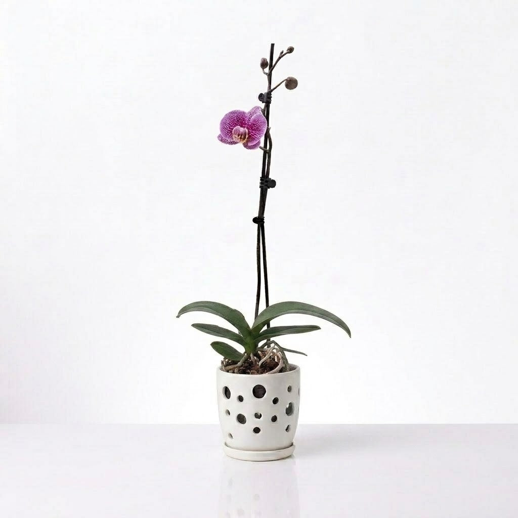 Orquídea Lila jaspeada - 1 vara