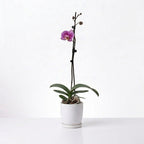 Orquídea Lila jaspeada - 1 vara