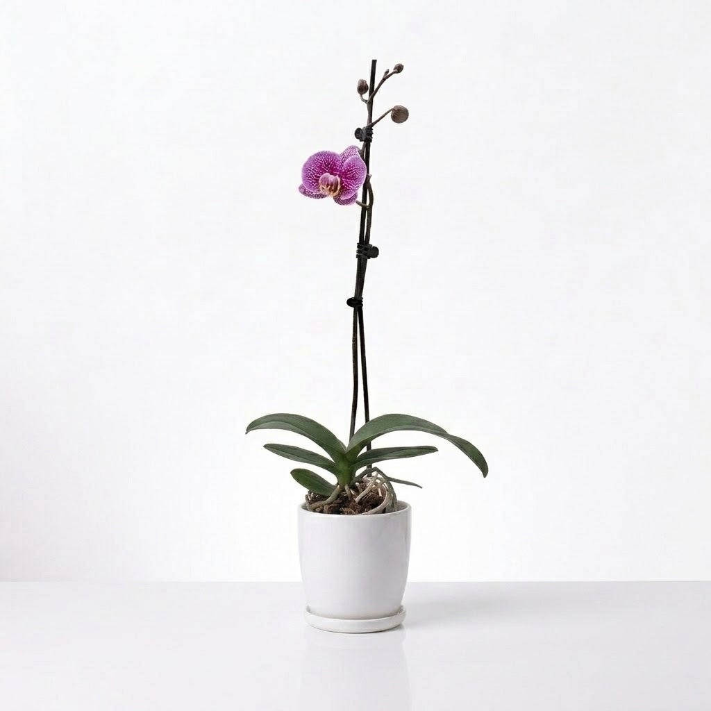 Orquídea Lila jaspeada - 1 vara