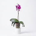 Orquídea Morada de flores grandes - 1 vara