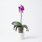 Orquídea Morada de flores grandes - 1 vara