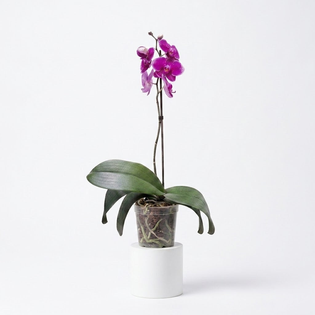 Orquídea Morada de flores grandes - 1 vara