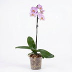 Orquídea Lila con centro amarillo - 1 vara