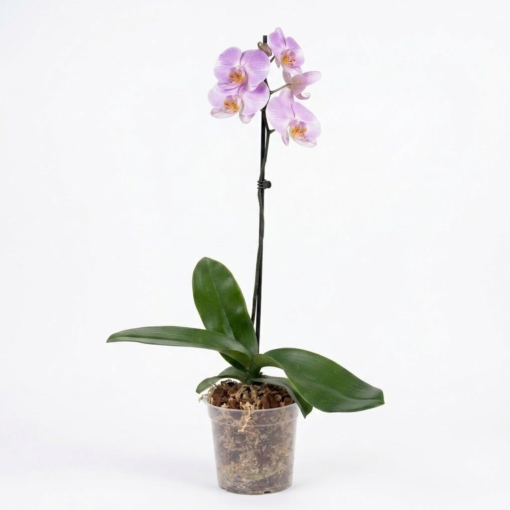 Orquídea Lila con centro amarillo - 1 vara