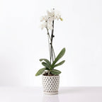 Orquídea Blanca con centro rosado - 1 vara