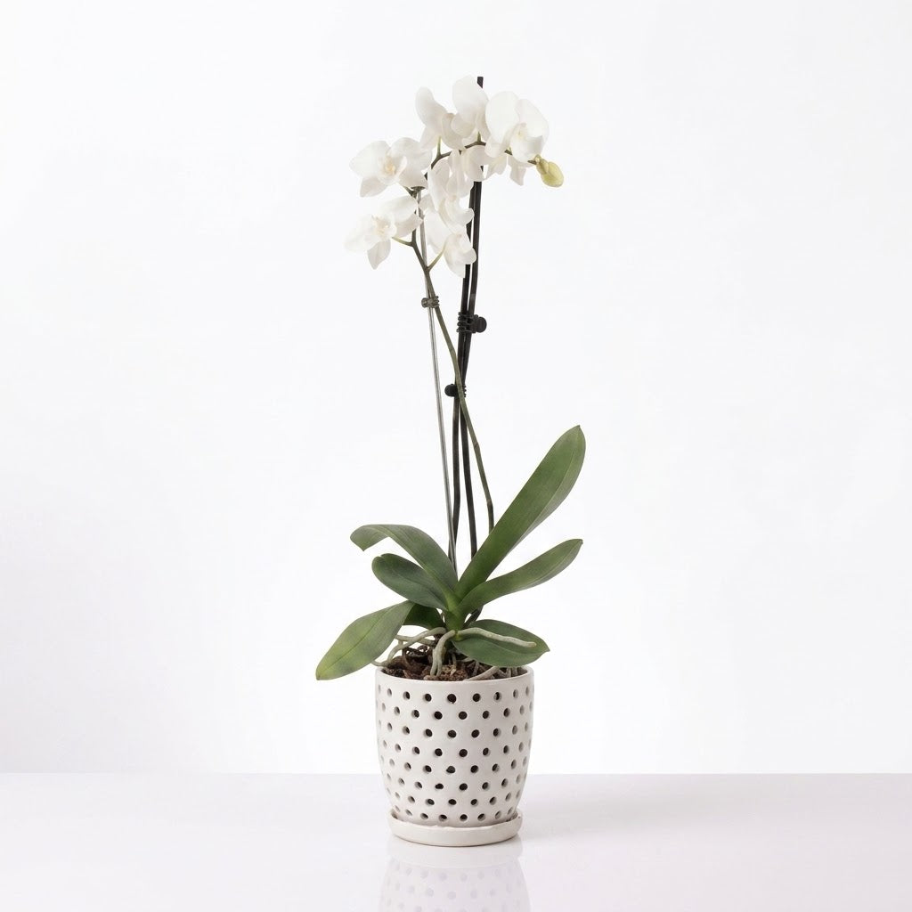 Orquídea Blanca con centro rosado - 1 vara