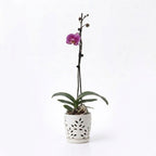 Orquídea Lila jaspeada - 1 vara