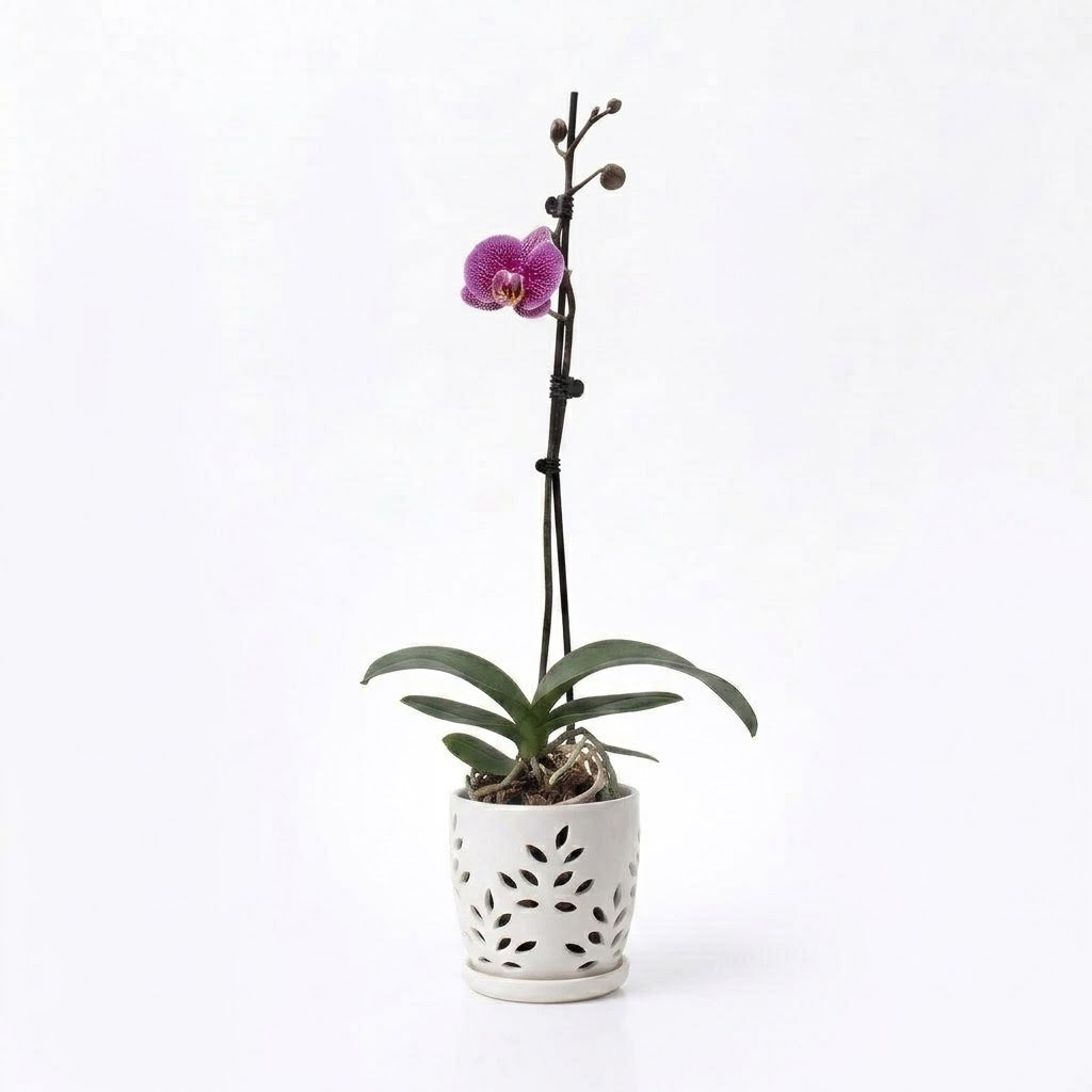Orquídea Lila jaspeada - 1 vara