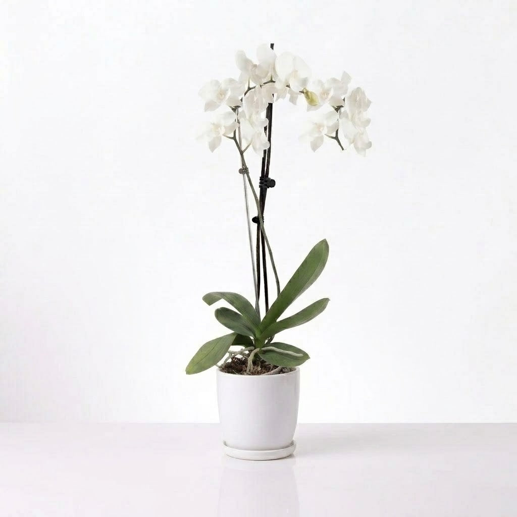 Orquídea Blanca con centro rosado - 1 vara
