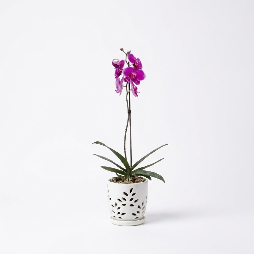 Orquídea Morada de flores grandes - 1 vara