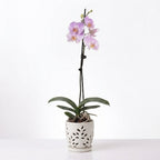 Orquídea Lila con centro amarillo - 1 vara