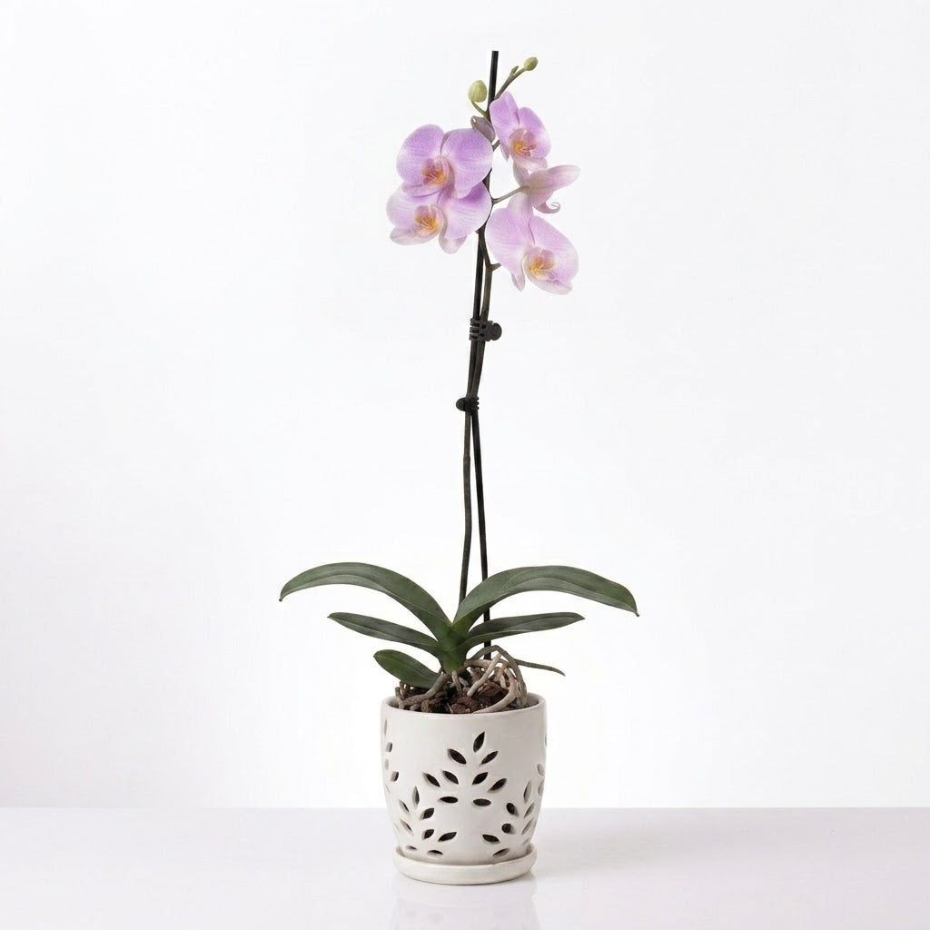 Orquídea Lila con centro amarillo - 1 vara