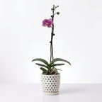 Orquídea Lila jaspeada - 1 vara