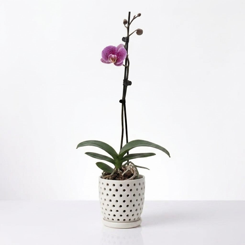 Orquídea Lila jaspeada - 1 vara