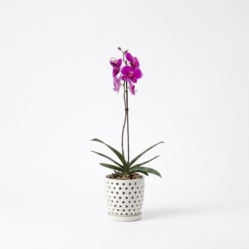 Orquídea Morada de flores grandes - 1 vara