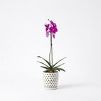 Orquídea Morada de flores grandes - 1 vara