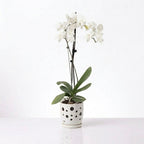Orquídea Blanca con centro rosado - 1 vara