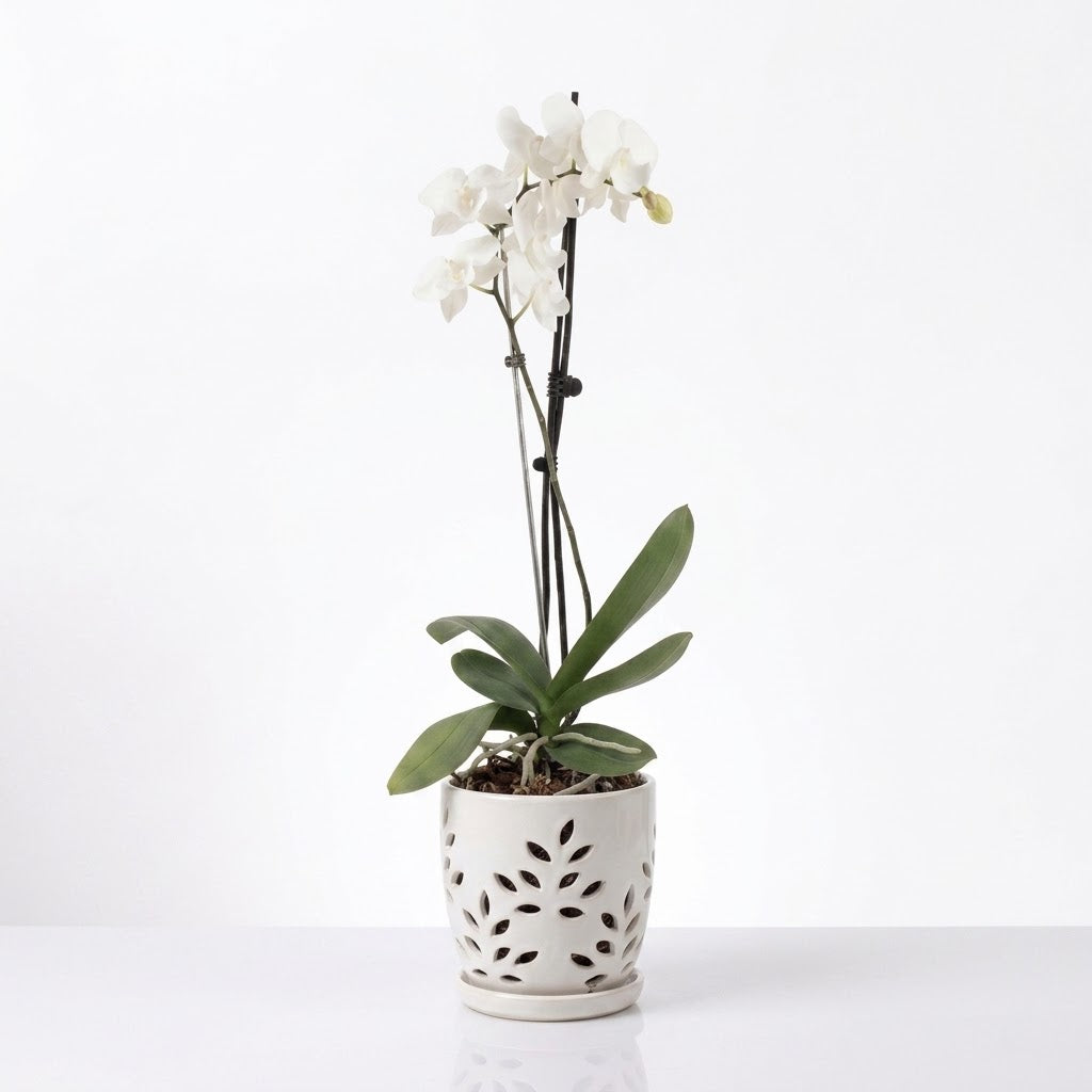 Orquídea Blanca con centro rosado - 1 vara