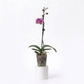 Orquídea Lila jaspeada - 1 vara