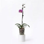 Orquídea Lila jaspeada - 1 vara