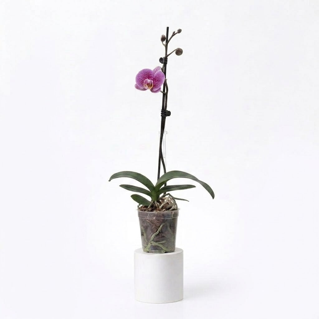 Orquídea Lila jaspeada - 1 vara